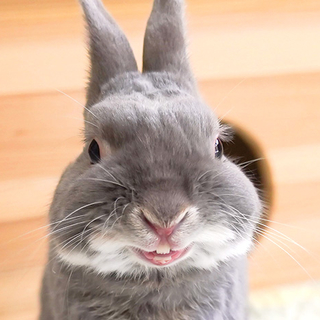 あなたのどの子が好み うさぎの種類7選 ふうたの飼い主 毎日が発見ネット