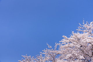 最期までお母さんらしい生き方だったね。ありがとう。何もできなくてごめんね...<後編>