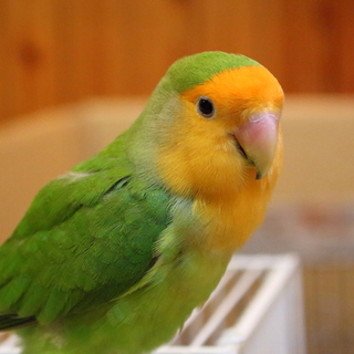 犬の面倒を見るのが忙しいから頼むね インコ3羽の世話を押し付けて帰った自己中義妹 毎日が発見ネット