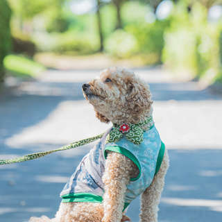 早朝から うるさい と犬に怒鳴り 他人の家の花壇に糞を埋めて帰る 理解不能な迷惑飼い主 毎日が発見ネット
