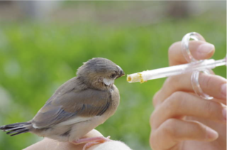 亡くなった祖父が大事に育てた文鳥が失踪...謝る私に祖母がついた「優しい嘘」【みなさんの体験記】