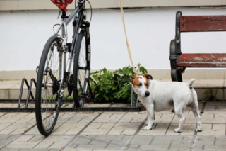 認知症の母から引き取った犬は「分離不安症」だった。外出もできず困っていると...