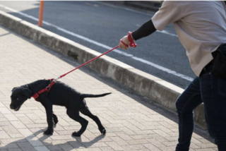 大雨で用水路に落ちた主人を助けた飼い犬。「犬の恩返し」と美談のように自慢しているけれど...