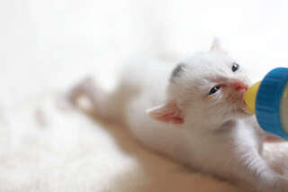 突然子猫が我が家に！だけど、53歳の私が新しくペットを迎えていいものか...／キッチン夫婦