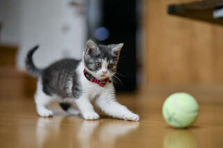 生後1カ月の赤ちゃん猫に毎日のミルクやり。緊張の日々が家族にもたらしたものは.../キッチン夫婦