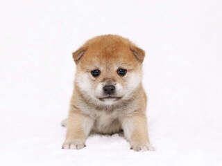 「子犬を飼いたい」と言い始めた80歳目前の義母。でも最後までお世話できる...⁉<前編>