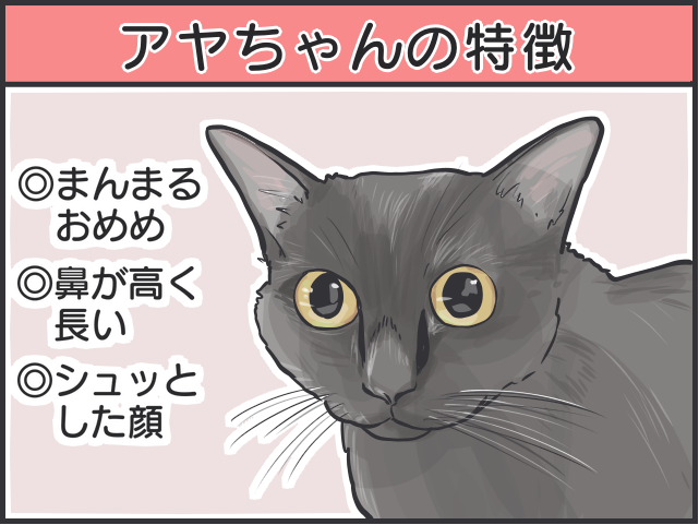 黒猫はみんな同じ顔!? 一緒に住む家族だからこそわかる「うちの子の見分け方」／フニャコ 黒猫の見分け3.PNG