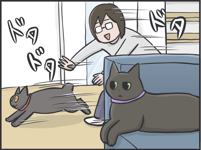 足腰の弱りは感じるけど...14歳のシニア猫の愛おしすぎる「変化」／フニャコ シニア猫1.PNG