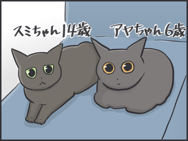 黒猫はみんな同じ顔!? 一緒に住む家族だからこそわかる「うちの子の見分け方」／フニャコ 黒猫の見分け1.PNG