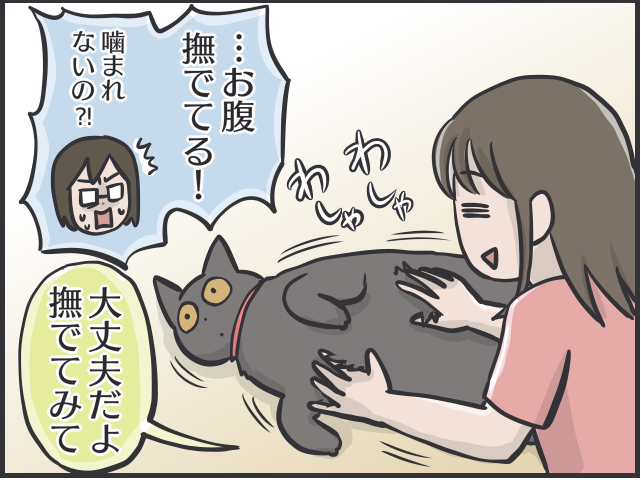 愛猫のお腹を撫でたいのに...娘に優しく、私に厳しい愛猫／フニャコ 触って良い場所2.PNG