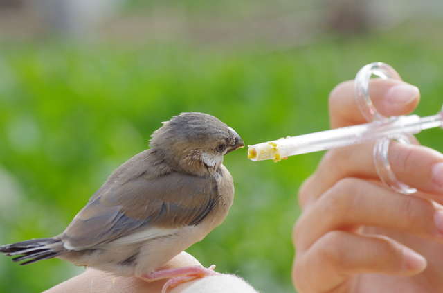 亡くなった祖父が大事に育てた文鳥が失踪...謝る私に祖母がついた「優しい嘘」【みなさんの体験記】 12.jpg