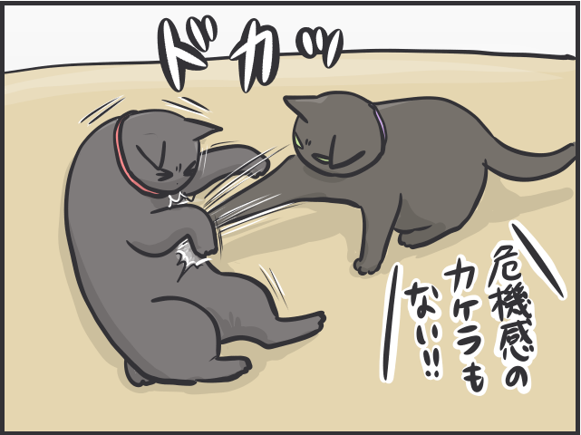 足腰の弱りは感じるけど...14歳のシニア猫の愛おしすぎる「変化」／フニャコ シニア猫3.PNG