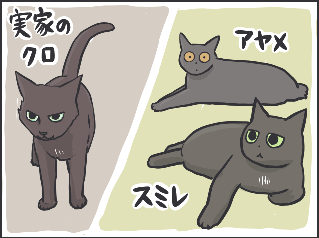 「猫かと思ったら物」「夜は闇に紛れる」2匹の黒猫と暮らす私が見つけた「黒猫あるある」／フニャコ 黒猫の魅力1.PNG