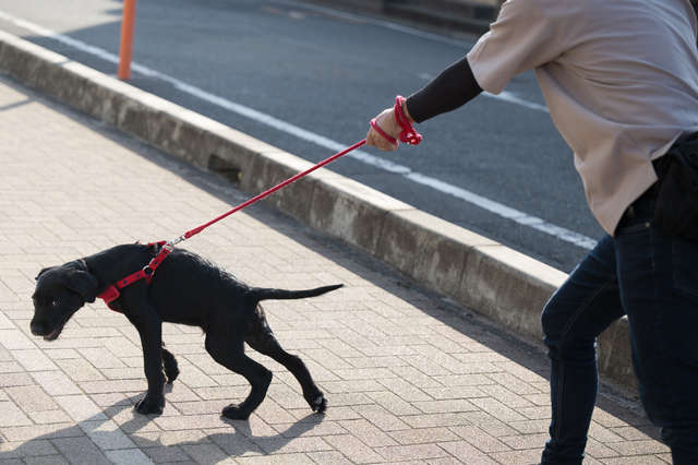 大雨で用水路に落ちた主人を助けた飼い犬。「犬の恩返し」と美談のように自慢しているけれど... 30.jpg