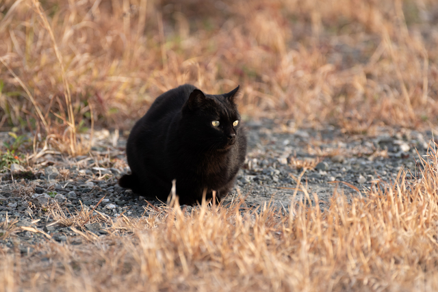 「黒猫に餌をあげないで」猫の保護活動を推奨する街で張り紙をした住人。"黒猫"限定の理由が...？ 6.jpg