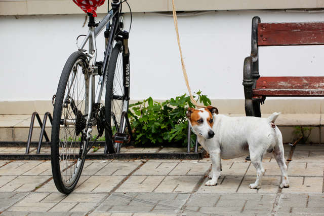 認知症の母から引き取った犬は「分離不安症」だった。外出もできず困っていると... 46.jpg