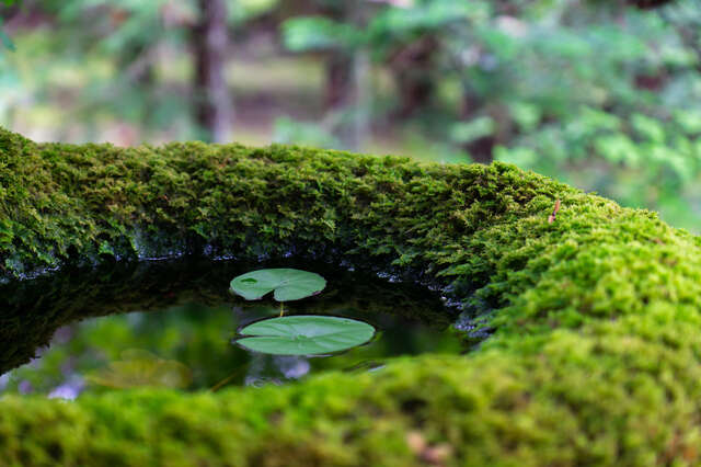 "負の財産"と呼ばれた田舎の庭がいつしか日々の癒しに...庭の苔を愛でる夫に思うこと／キッチン夫婦 pixta_118797704_S.jpg