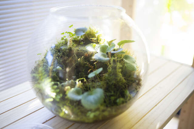 庭の苔を使って作る「苔テラリウム」。夫婦共通の"長く付き合える趣味"になりそう／キッチン夫婦 pixta_88659726_S.jpg