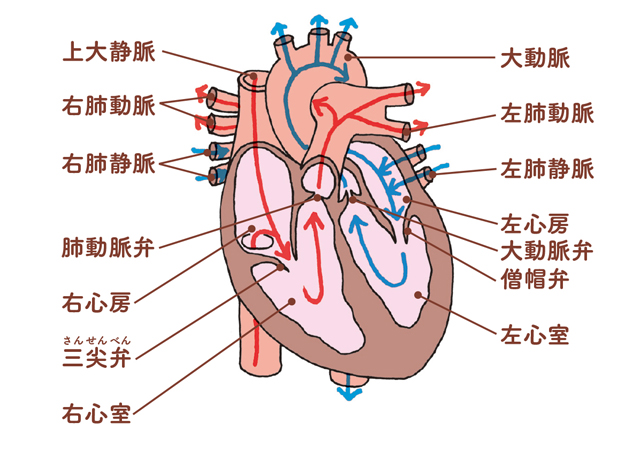 異常が起きたら？イラストで知る「心臓」の基礎知識 1909p041_1.jpg