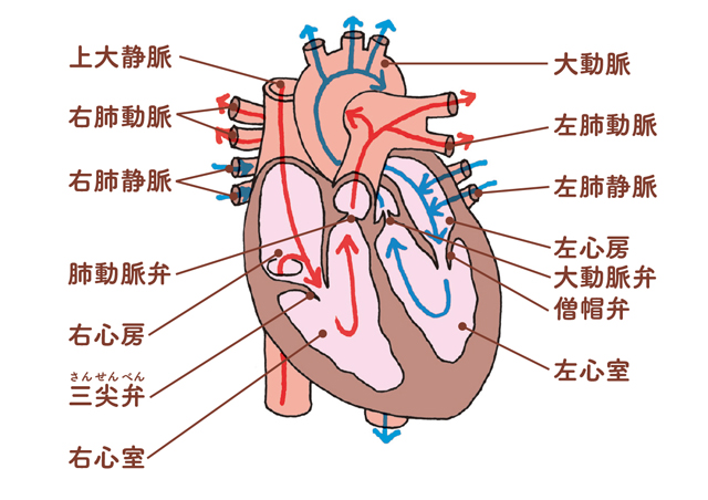 異常が起きたら イラストで知る 心臓 の基礎知識 毎日が発見ネット