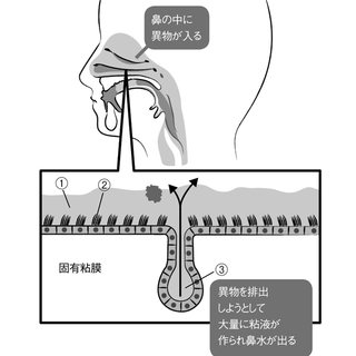 食事中にサラサラした鼻水が 老人性鼻漏 をご存知ですか 毎日が発見ネット