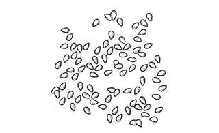 【鉄分補給に】「ごま」で鉄分をちょい足し！白・黒を常備して使い分けるのがおすすめ