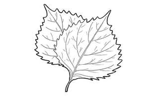 【鉄不足を卒業】「青じそ」を食事にプラス！ 意外な活用法を栄養カウンセラーが伝授