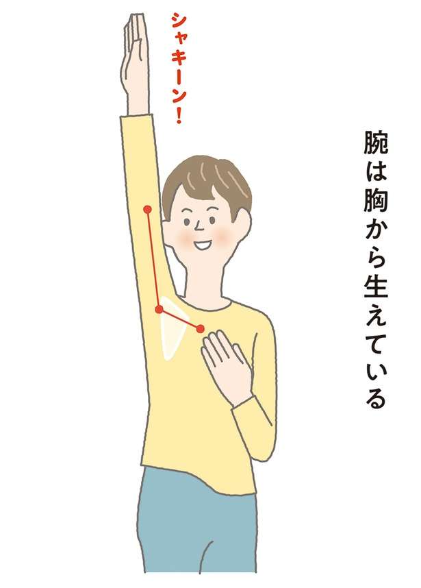 肩こり改善！腕を胸から使えば肩の筋肉がやわらかくなる【イラストを見れば体が整う】 12639933_615.jpg