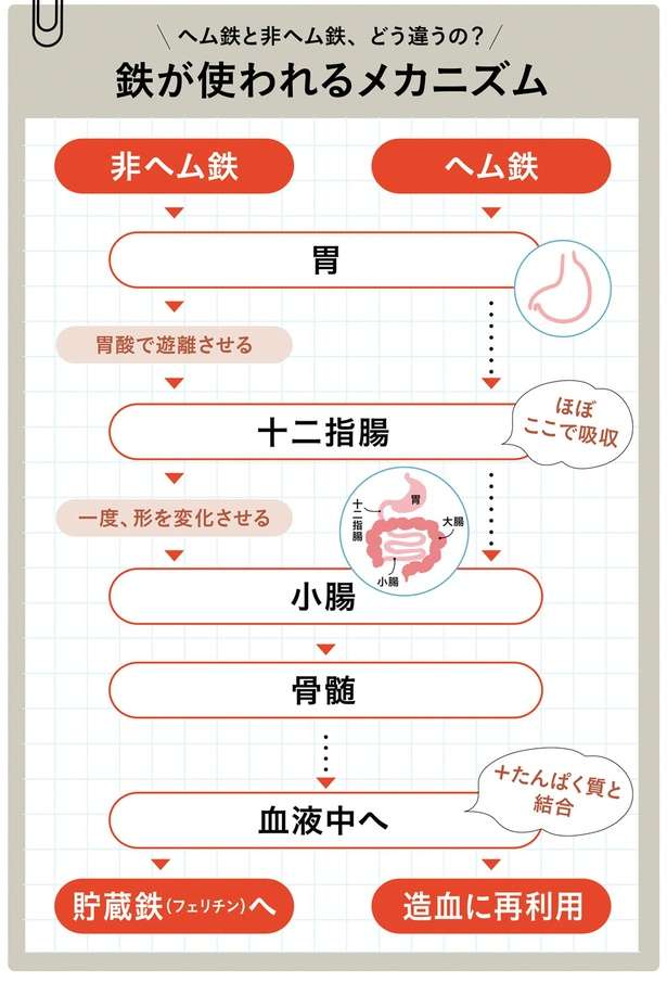 「鉄分」には2種類ある!ヘム鉄と非ヘム鉄の違いを予防医療コンサルタントが解説 14260998_615.jpg