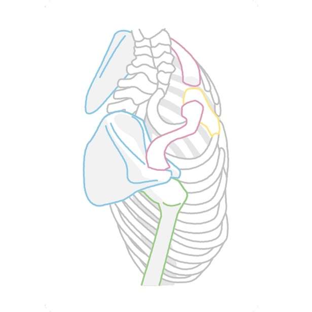 肩を回すと感じる痛みや重みには「鎖骨エクササイズ」【理学療法士が教える1日1分ケア】 14452671_615.jpg