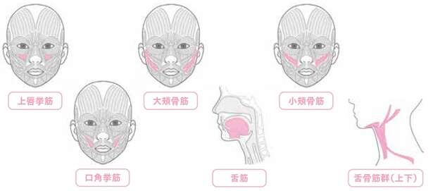 たるみ・ほうれい線を撃退したい方に！口角アップで若返り「カメレオンスマイル」トレーニング 14663914_615.jpg
