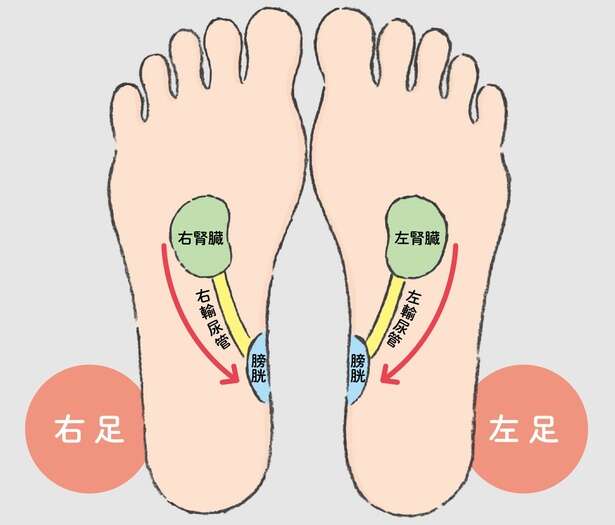 【1日1分のツボ押し】足裏で巡りを良くする！老廃物を出しやすくしてダイエットをサポート 14709858_615.jpg