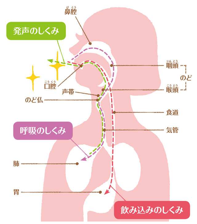 肺炎は日本人の死因第３位！　のどを鍛えて寿命を10年のばしましょう 1803p058_01.jpg
