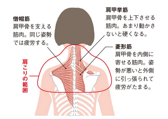 肩こり解消へ 肩甲骨 の周りの筋肉をほぐす 肩ほぐし のススメ 毎日が発見ネット