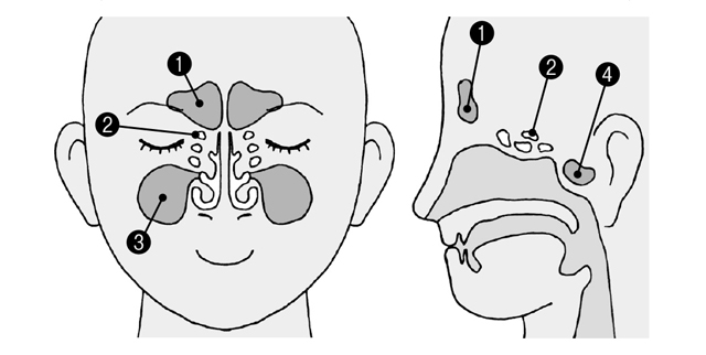 粘り気のある鼻水が出てませんか？　2つのタイプがある「副鼻腔炎」の基礎知識 2003p087_01.jpg