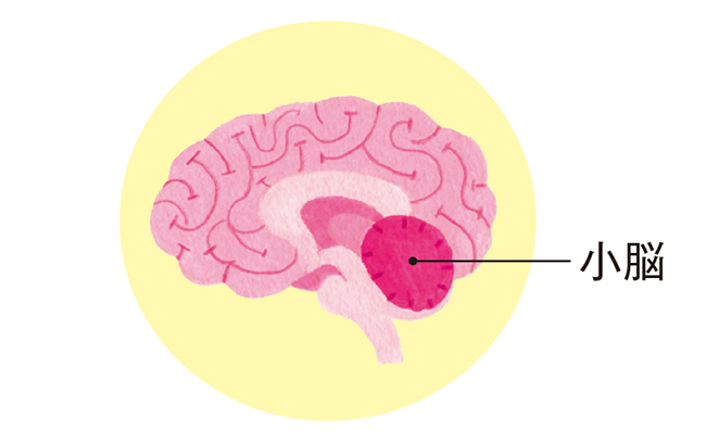 「めまいの軽減」にも重要！　体のバランスを保つ「小脳」の役割とは 2005p051_01.jpg