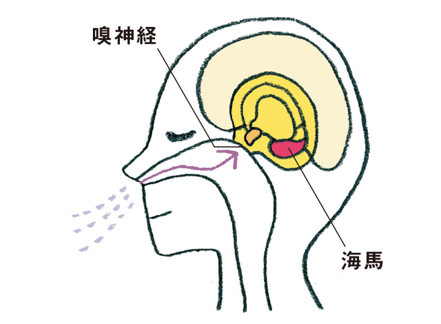 嗅神経を刺激して認知症を防ぐ「アロマセラピー」のススメ 2009_P029_04.jpg
