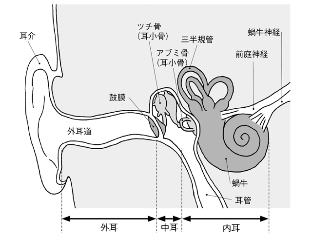 「耳鳴り」を放置すると生活に著しく支障をきたすことも。耳鼻咽喉科教授の堤先生が解説する「耳鳴り」の基礎知識 2101_P087_01.jpg