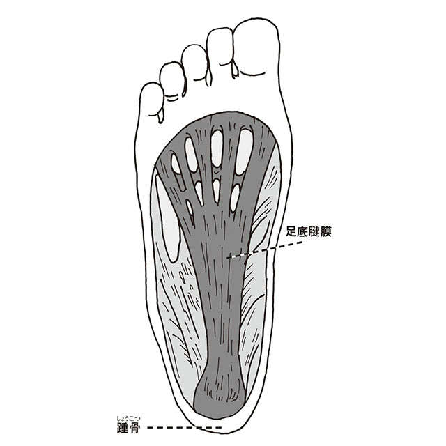 加齢による筋力低下と足指の使い方が要因！ 「足裏の痛み」セルフチェック 2211_P079_01.jpg