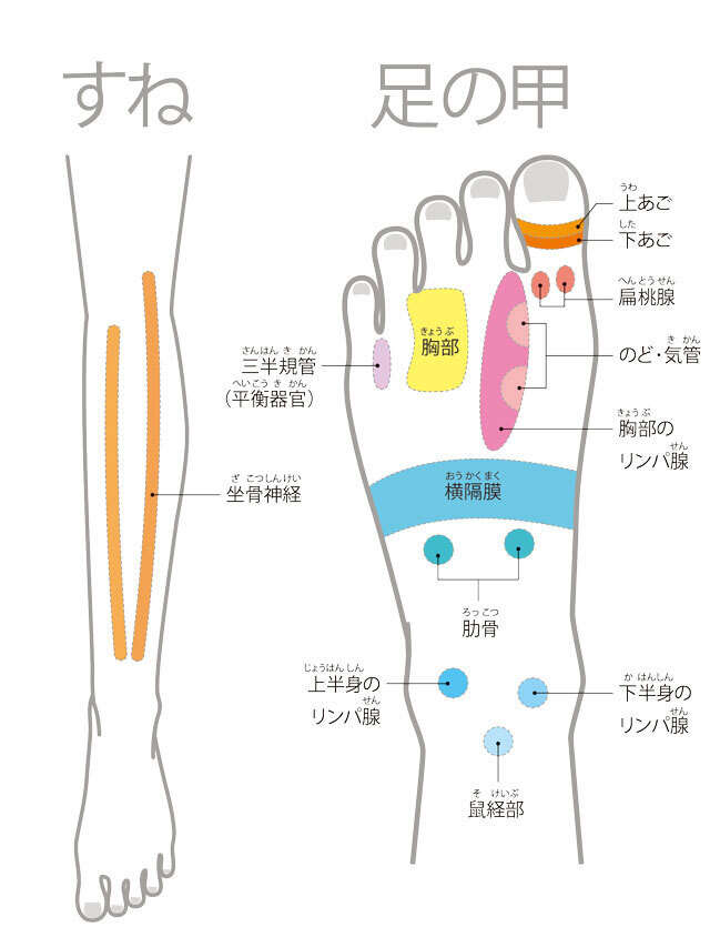 【足裏の専門家が伝授】ここを押して痛いと要注意！足全体のゾーンマップ 足裏ゾーンマップ1130.jpg