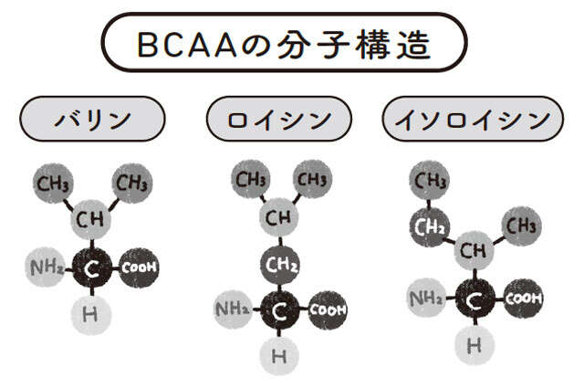 【長生きの重要成分】BCAAについて医師が解説。筋肉・疲労回復・肝機能を支える「信頼の成分」 0201.jpg