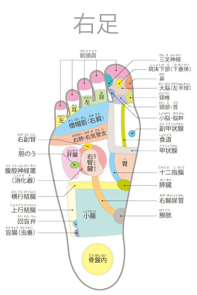 【足裏の専門家が伝授】ここが痛いと要注意！足裏のゾーンマップ migi241024修正_足裏ゾーンマップ-(1)-1.jpg