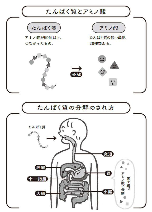 「たんぱく質」はただ食べるだけではNG！ 体を変えるのは「吸収されやすいたんぱく質」 0103.jpg