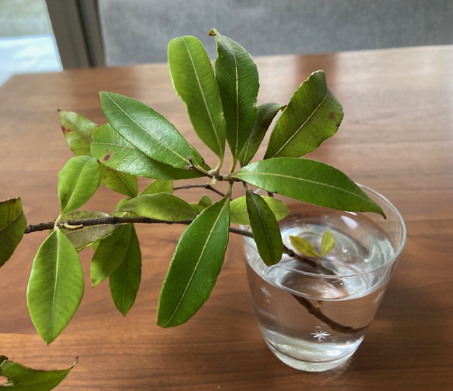 「ゆるい筋トレが一番！」「週2日程度でOK」発見隊も驚いた、長く続ける筋肉ケアの秘訣とは【座談会】＜PR＞ レモンマートル.png