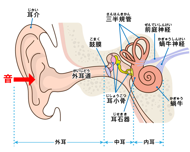 耳は音を聞き取るだけではなく、体の平衡感覚にも関わっている器官。そのしくみとは？／難聴・めまい mimisoshiki_g1_mojishuusei.jpg