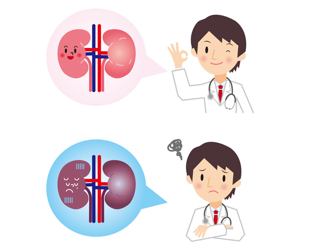 あなたの腎臓、正常に機能していますか？（３）