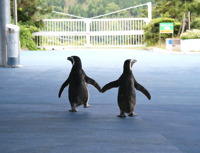 ペンギンみたいな ペタペタ歩き が全身のトラブルにつながる 足指力