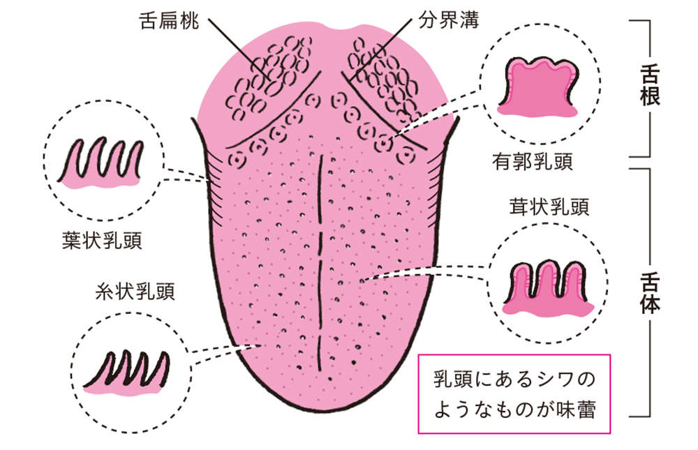 舌を見れば、カラダの不調がわかる！ 「正常な舌の特徴」5つ【チェックリストあり】 shitakoso28.jpg