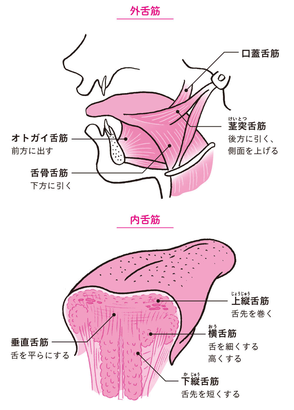 舌を見れば、カラダの不調がわかる！ 「正常な舌の特徴」5つ【チェックリストあり】 shitakoso31.jpg