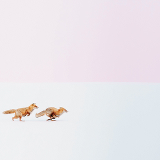 キタキツネの孤高の美しさを追い求めて 注目の写真家 井上浩輝さん 毎日が発見ネット